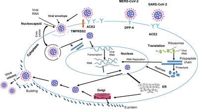 Covid-19 and Diabetes: A Complex Bidirectional Relationship